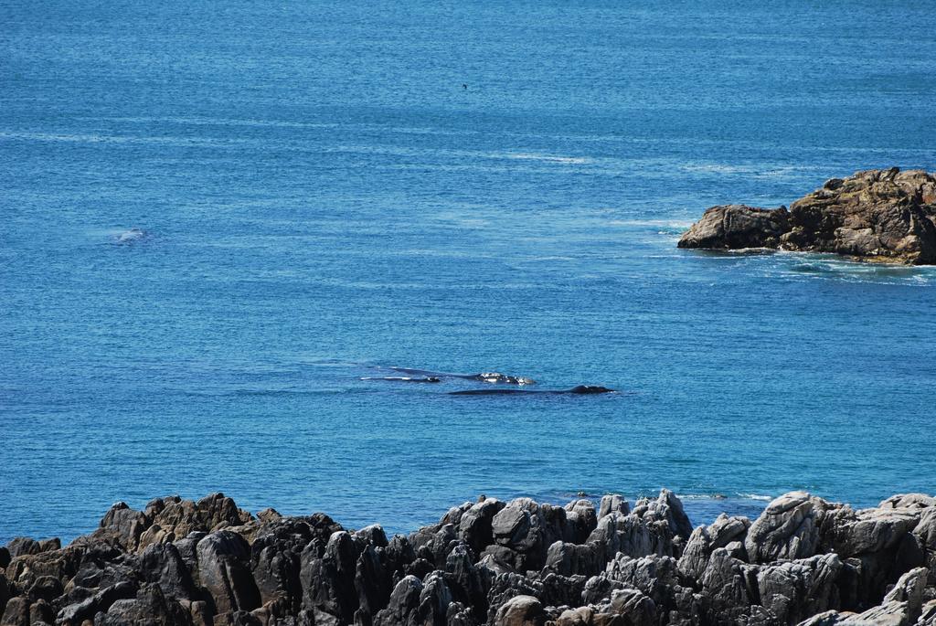 Whaletale Apartment De Kelders Bagian luar foto