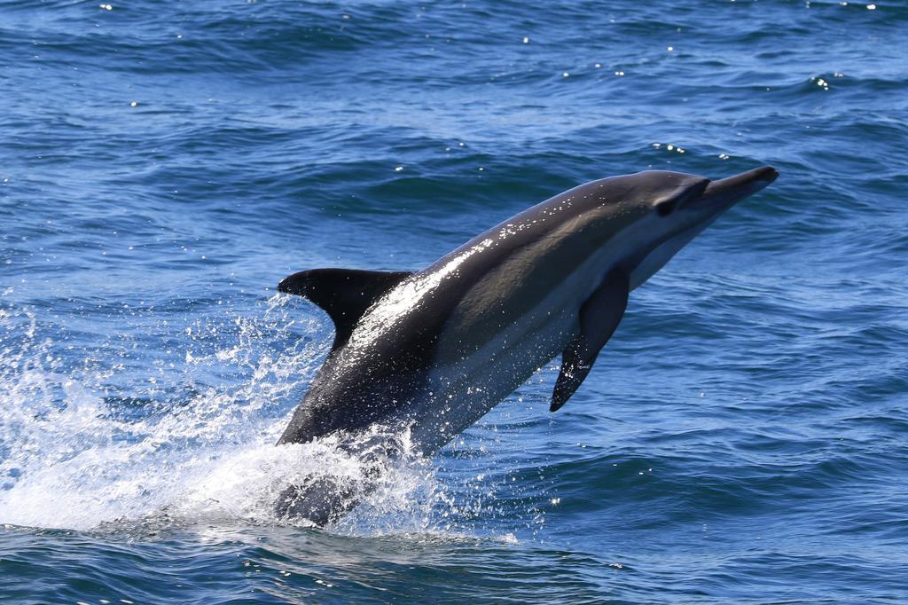 Whaletale Apartment De Kelders Bagian luar foto