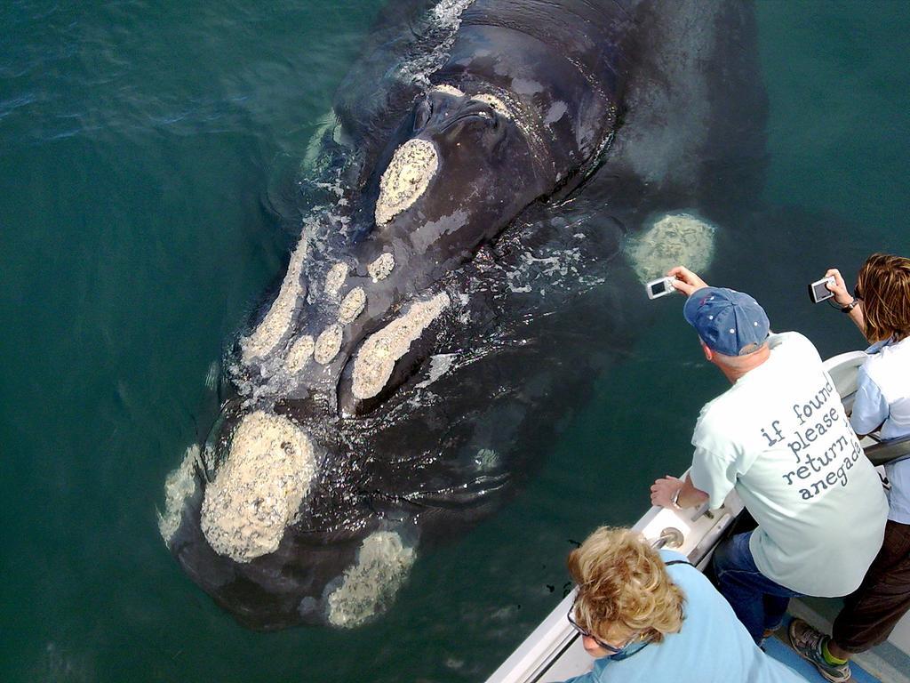 Whaletale Apartment De Kelders Bagian luar foto